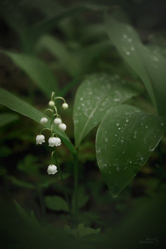 Лето в северных джунглях