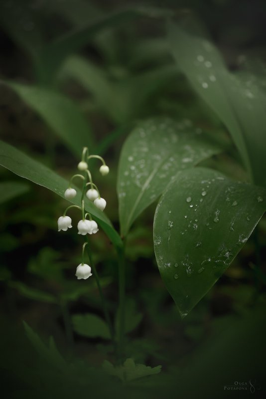 лето, лес, папоротник, ландыш, туман, зелень Лето в северных джунглях фото превью