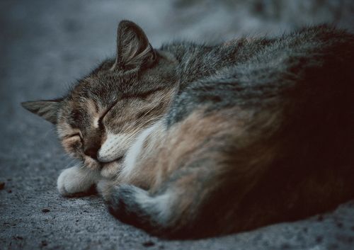 спящий кот