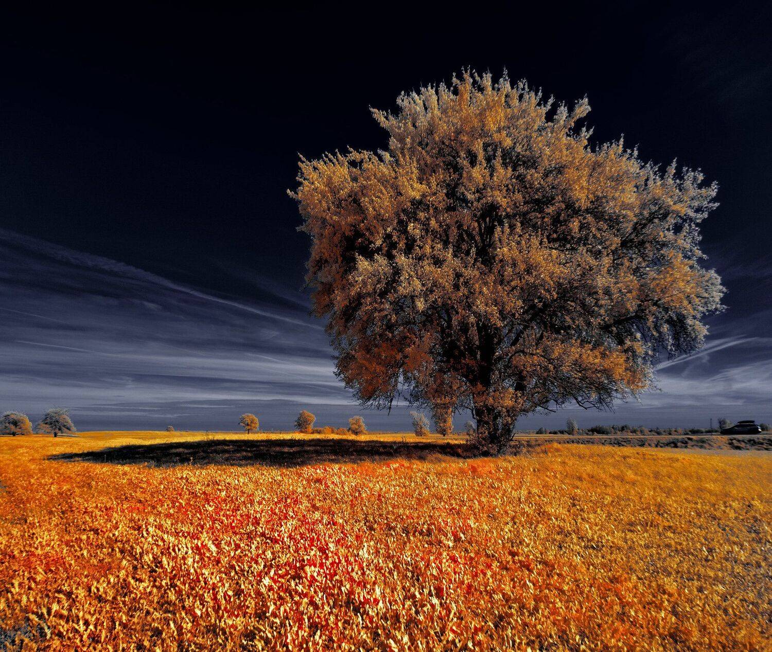 infrared,ик-фото,инфракрасное фото, инфракрасная фотография, пейзаж, осень, Sixten ( Сергей )
