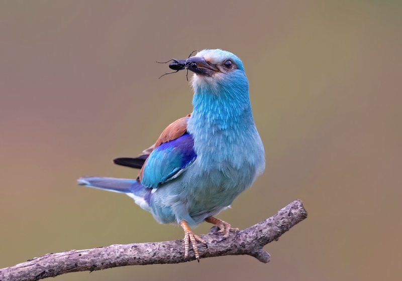 European roller фото превью