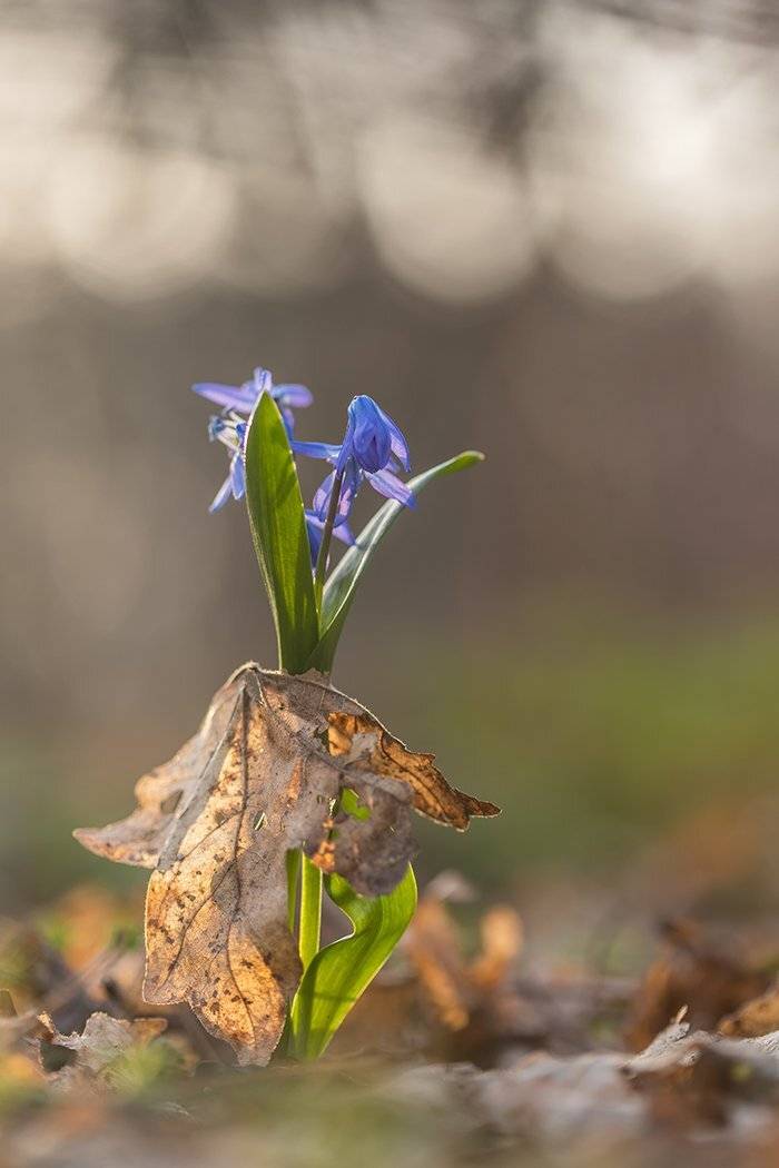 , Илья Михеев