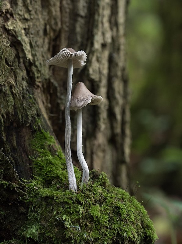 природа, осень, лес, грибы Осенние встречи фото превью