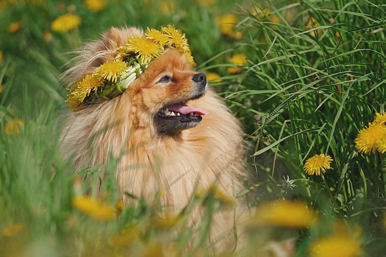 шпиц, породы собак, немецкий шпиц, малый шпиц, Оксана Сироштан