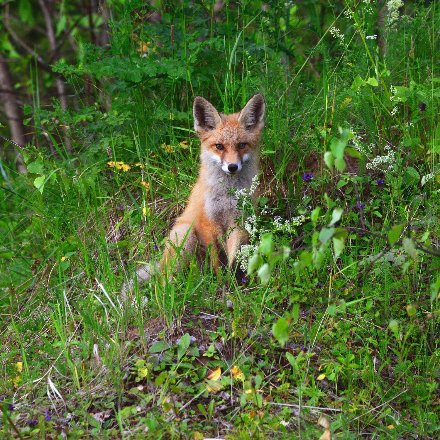 , Михаил Белоусов