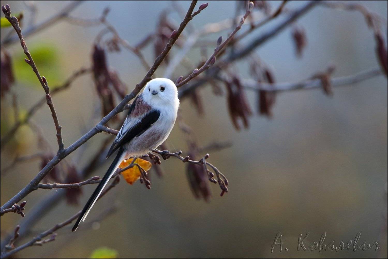 , Ковалевич А.