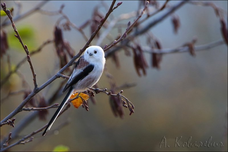 Ополовник фото превью
