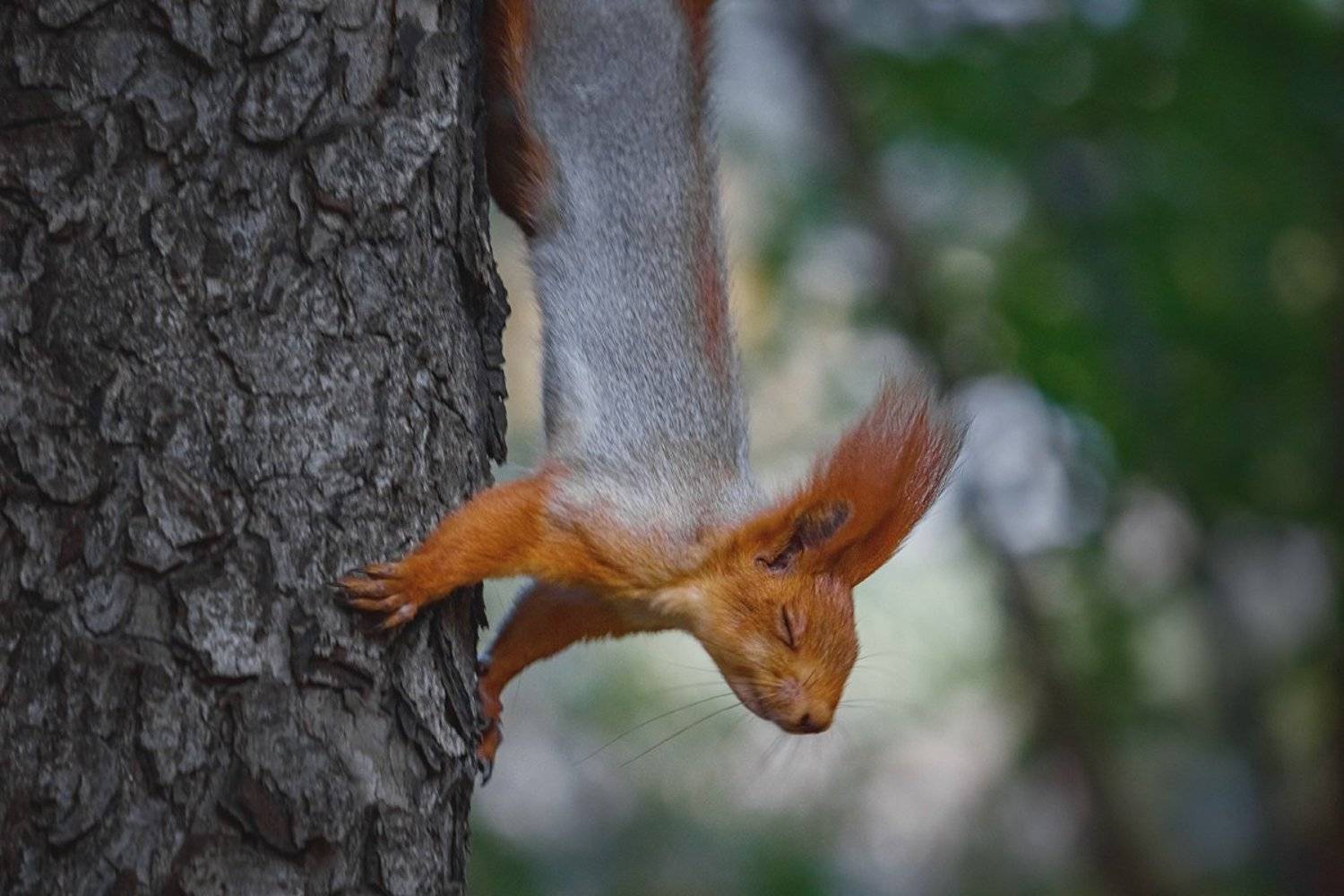 canon 55-250, beautiful, красивый, moment, момент, nature, природа, autumn, fall, осень, осенняя, wildlife,  animal, животное, forest, лесное, fluffy, пушистая, red, рыжая, squirrel, белка,, Наталья Терентьева