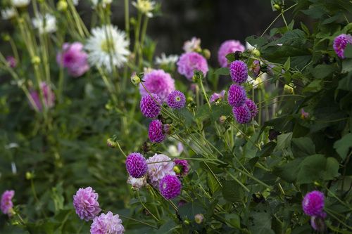 autumn garden landscape with purple flowers