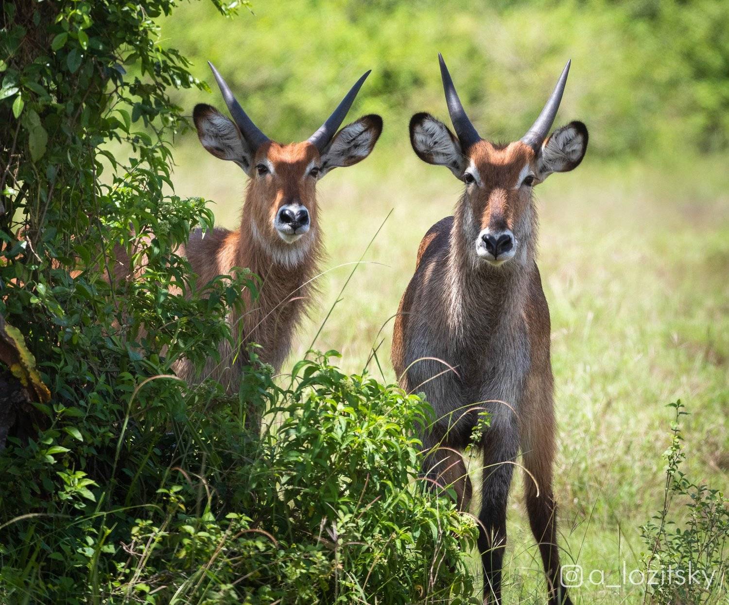 , Александр Лозицкий