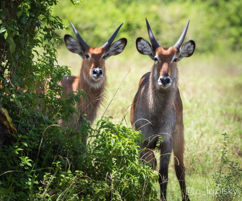 *** фото превью