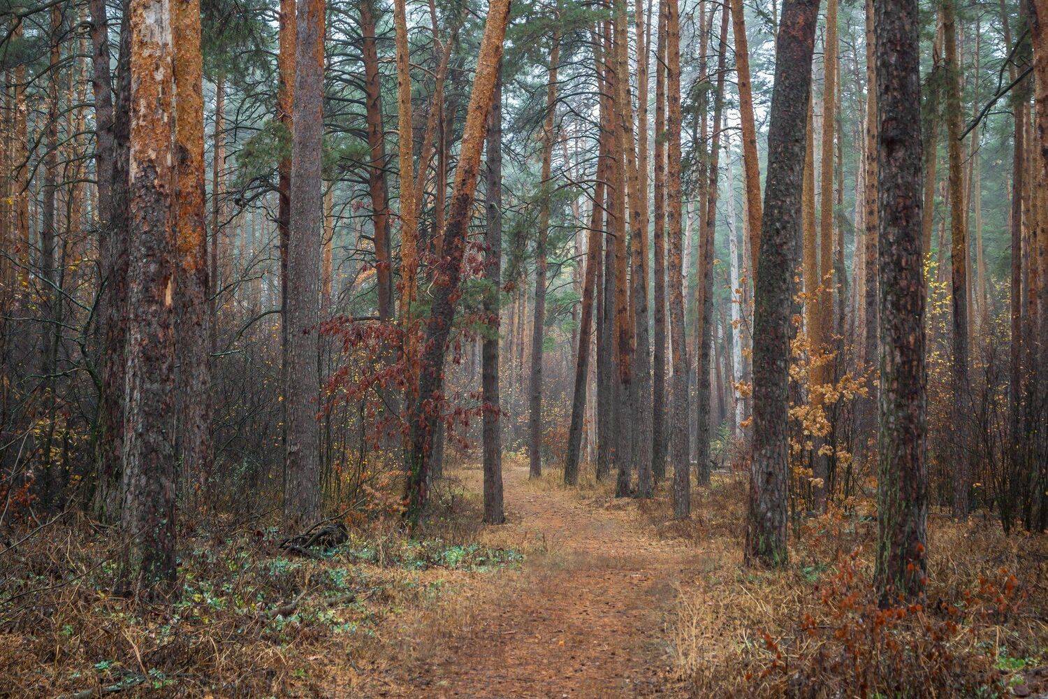 сосны, природа, осень, октябрь, лес, заповедник, Руслан Востриков