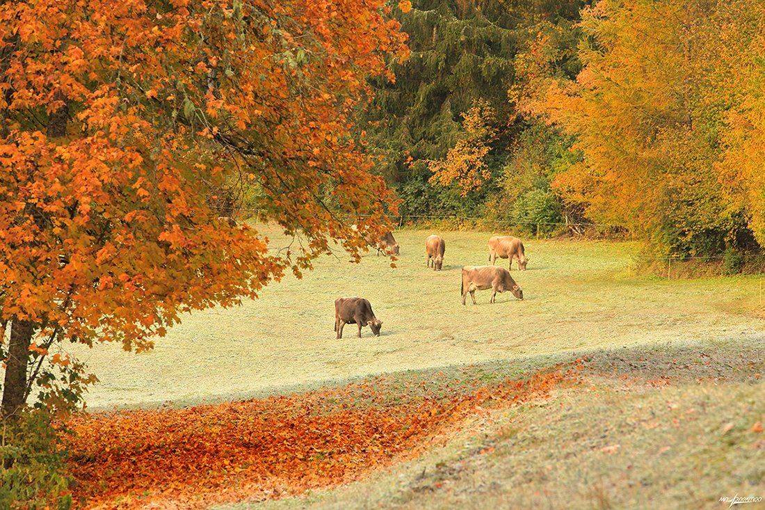 swiss, Матвеев Николай