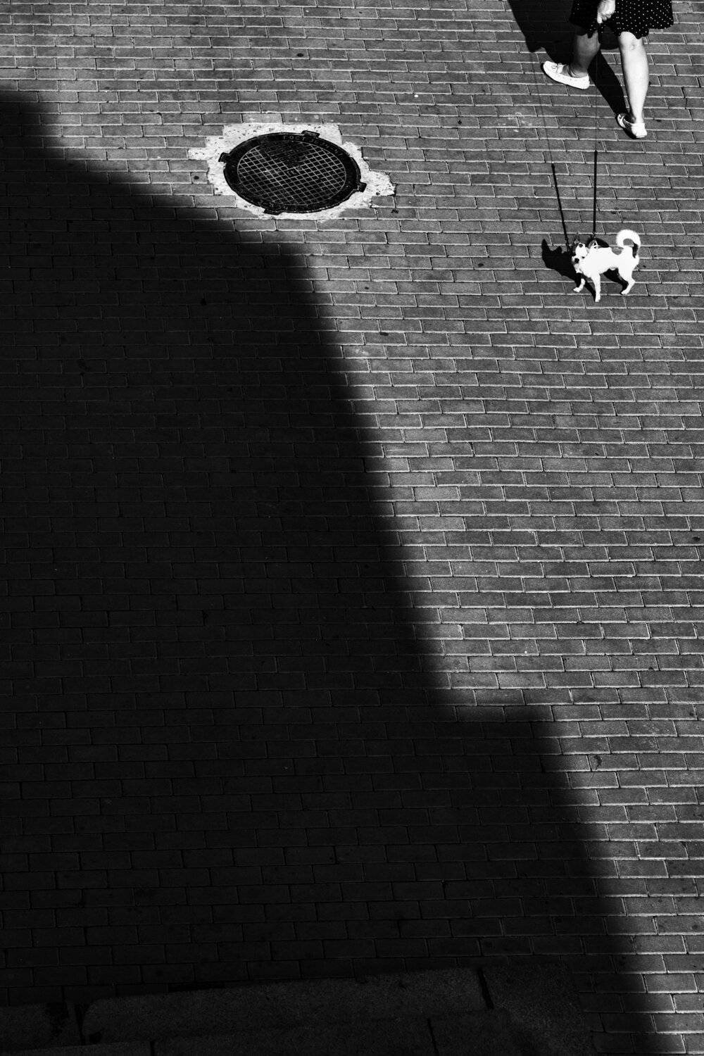 bnw, black and white, monochrome, street, street photo, street photography, shadow, light, people, animal, dog, стрит фото, стрит-фотографияб чб, черно-белая фотография, город, люди, животные, собака, тень, свет, улица, , , АлександрТутаев