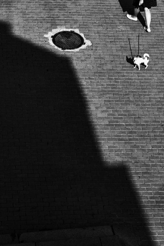 bnw, black and white, monochrome, street, street photo, street photography, shadow, light, people, animal, dog, стрит фото, стрит-фотографияб чб, черно-белая фотография, город, люди, животные, собака, тень, свет, улица, ,  *** фото превью