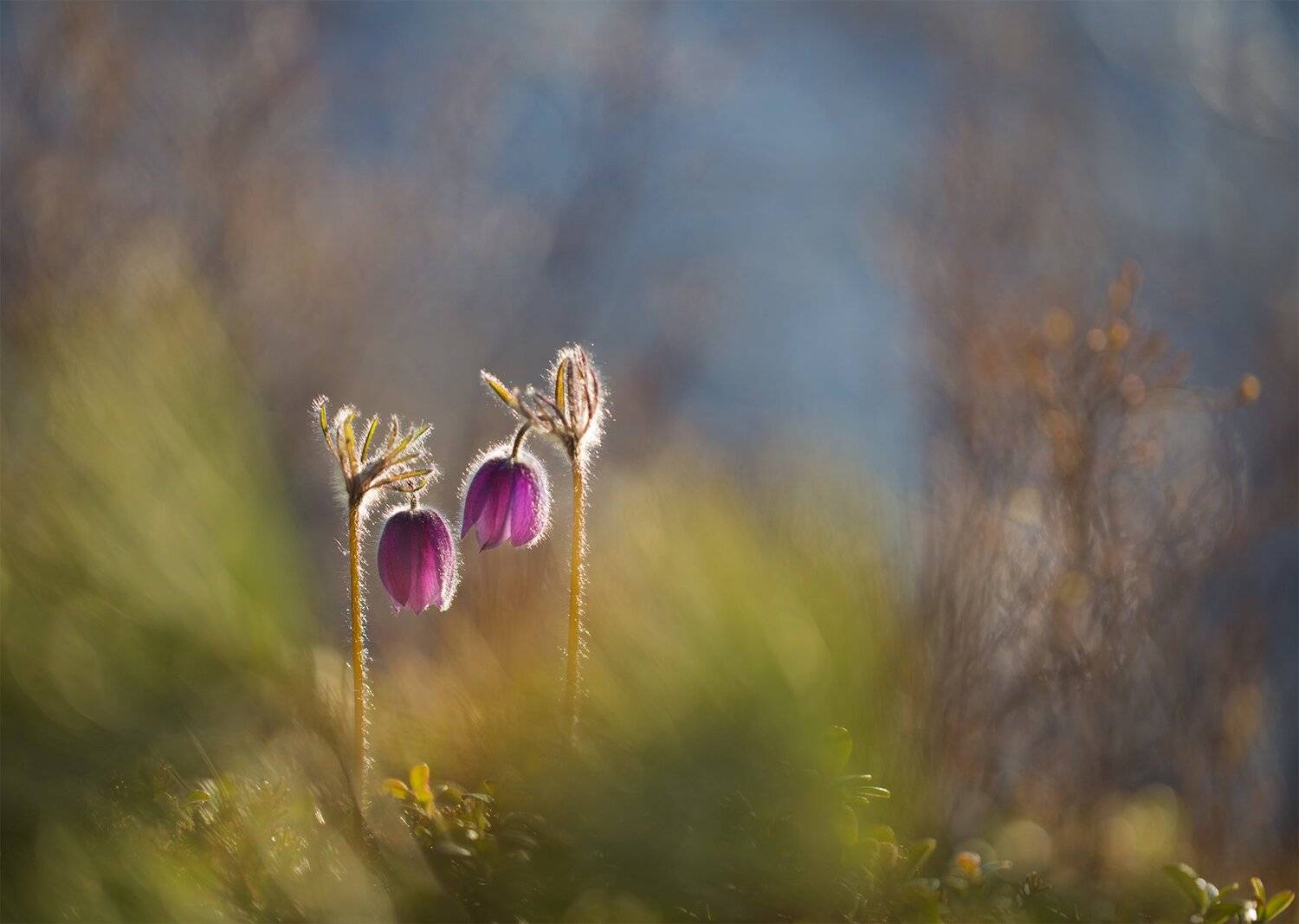 нерюнгри, сон-трава, якутия, прострел, подснежник, якутия, весна, природа_якутии,, Евгения Левина