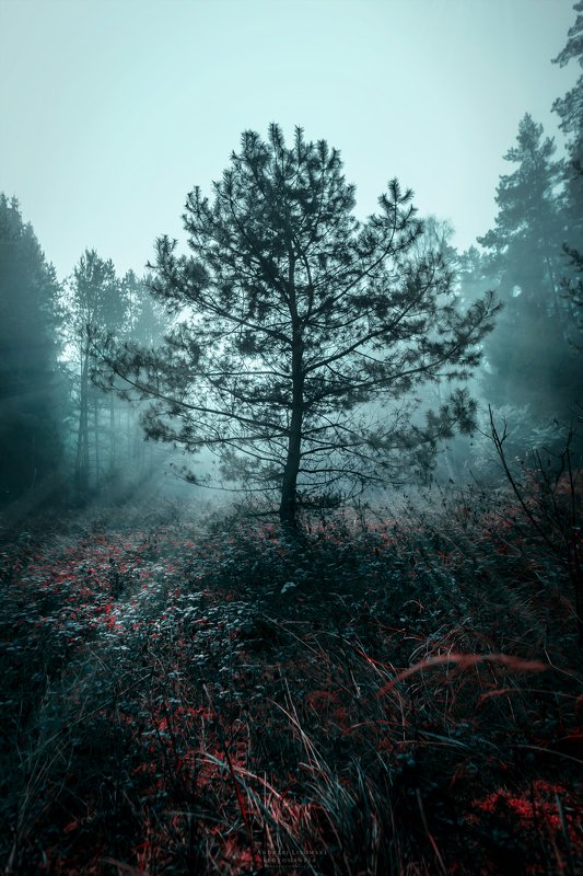 Nawia фото превью