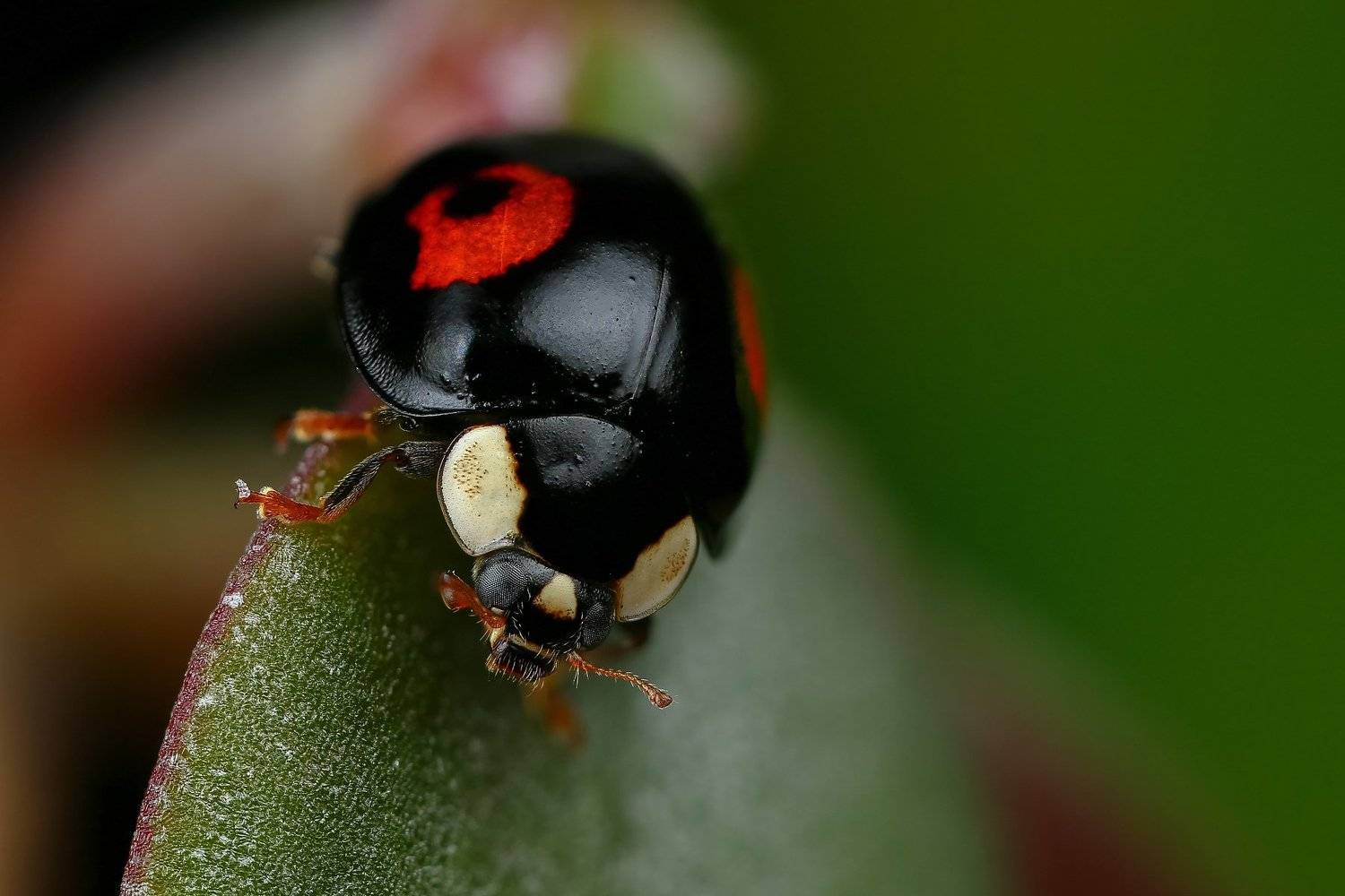 макро,природа,насекомое,животное,жук,черный,цвет,растение,зеленый, Андрей Шаповалов