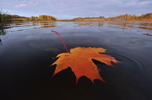 опавшие листья.