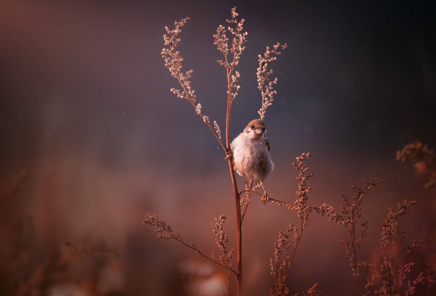 природа, лес, поля, огороды, животные, птицы, макро, Дмитрий Посевич