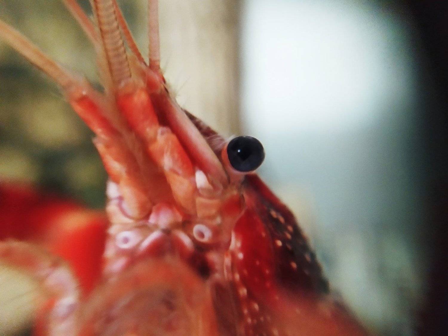 , Анисимова Ольга Леонидовна