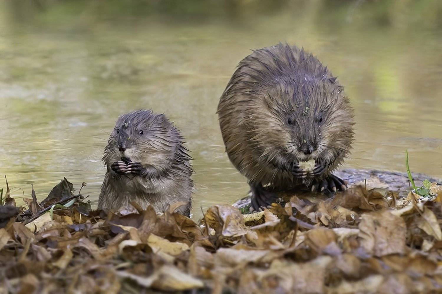 ондатры, осень, река, Наталия Сытина