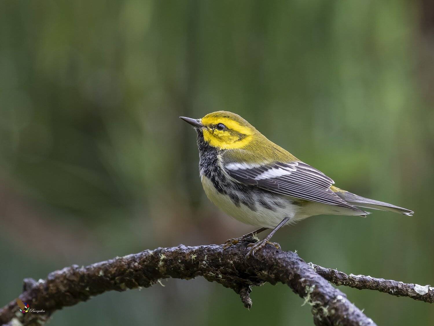 , Fernando Burgalin Sequeira