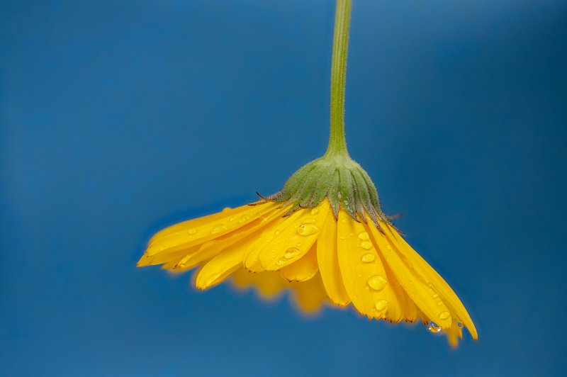 The upside down drops фото превью