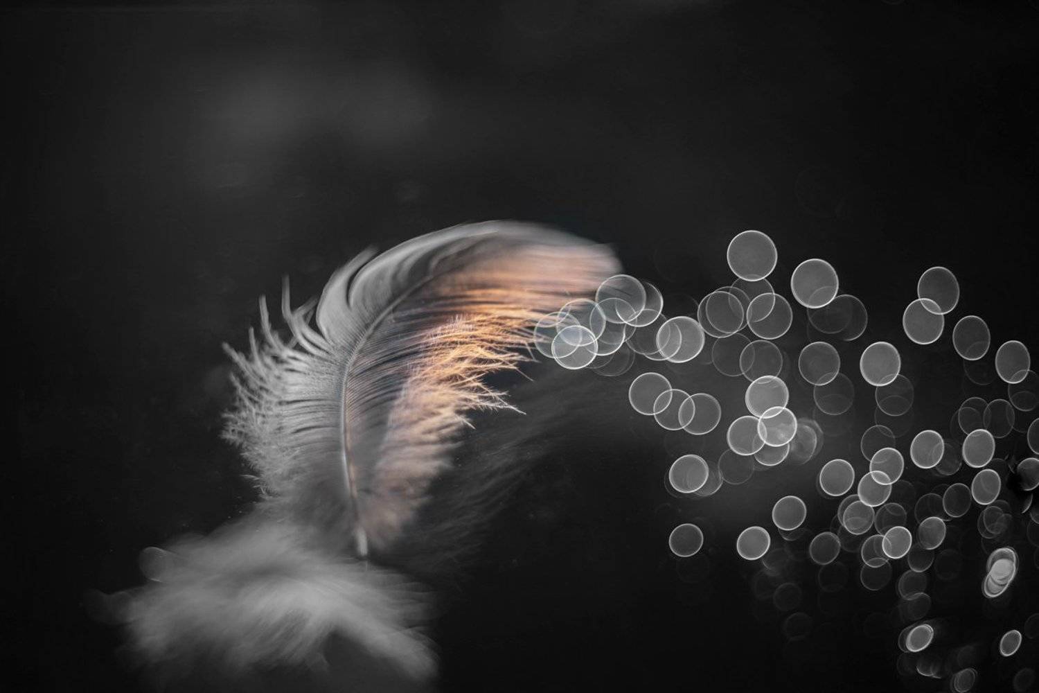 feather, close-up, reflection, meyer-optik g&ouml;rlitz trioplan 50 mm f/ 2.9 v,, Игорь Копцев