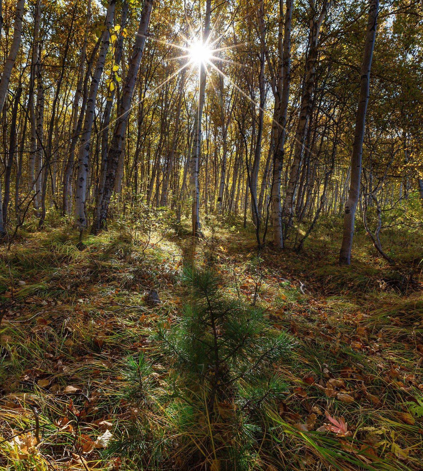 , Александр Максин