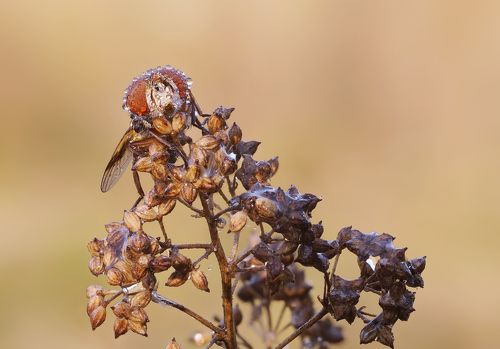 Контактные линзы