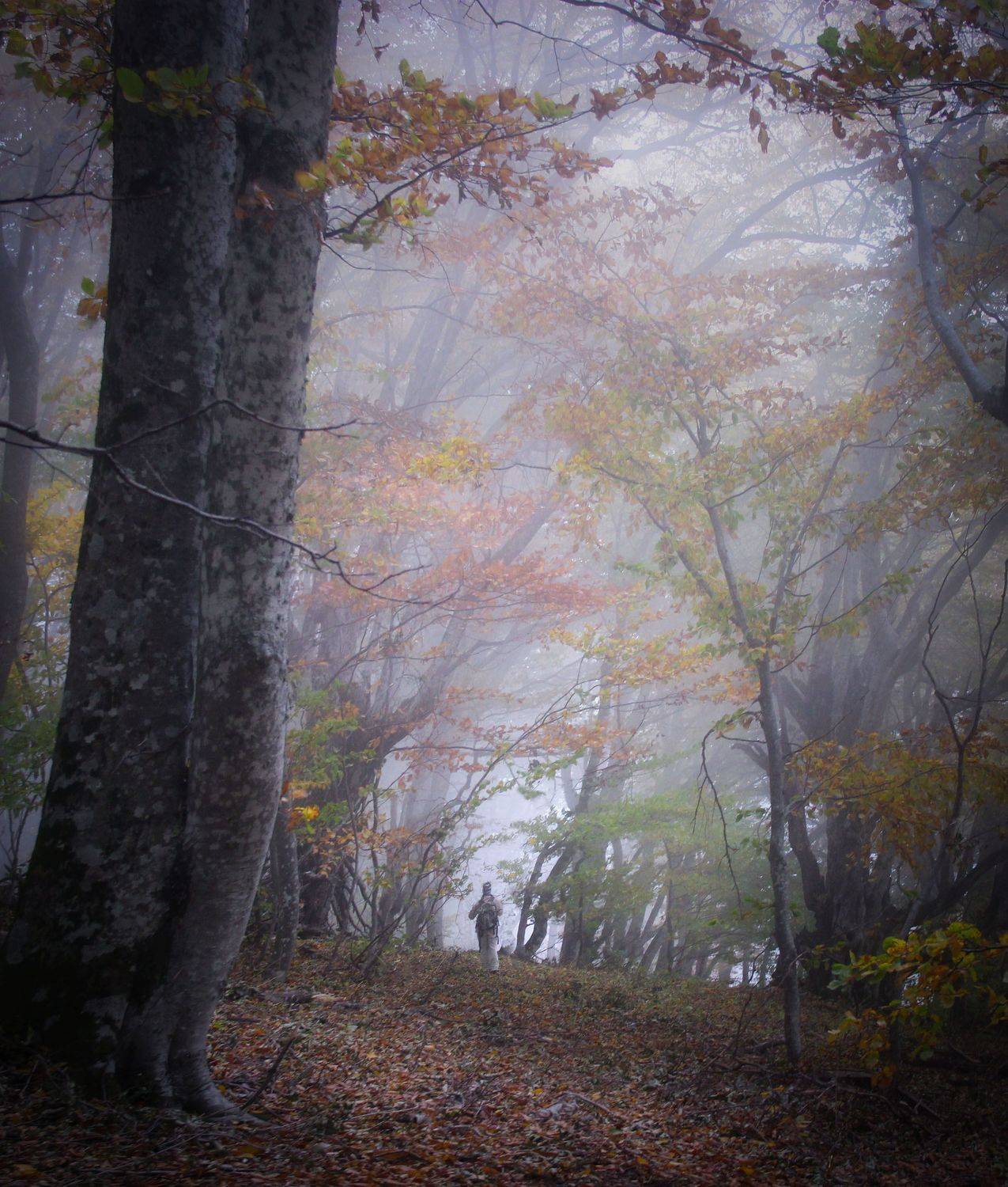 , Ирина Гайворонская