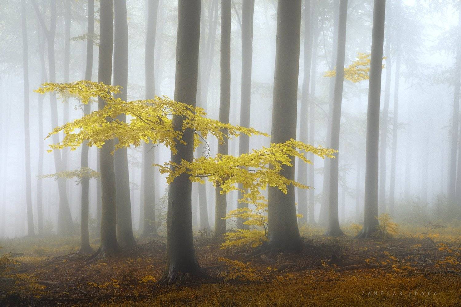 осеннее. настроение,осень,хржиби.,моравия, чехия.zanfoar,czech republic,nikon d750,чешская республика, Zanfoar