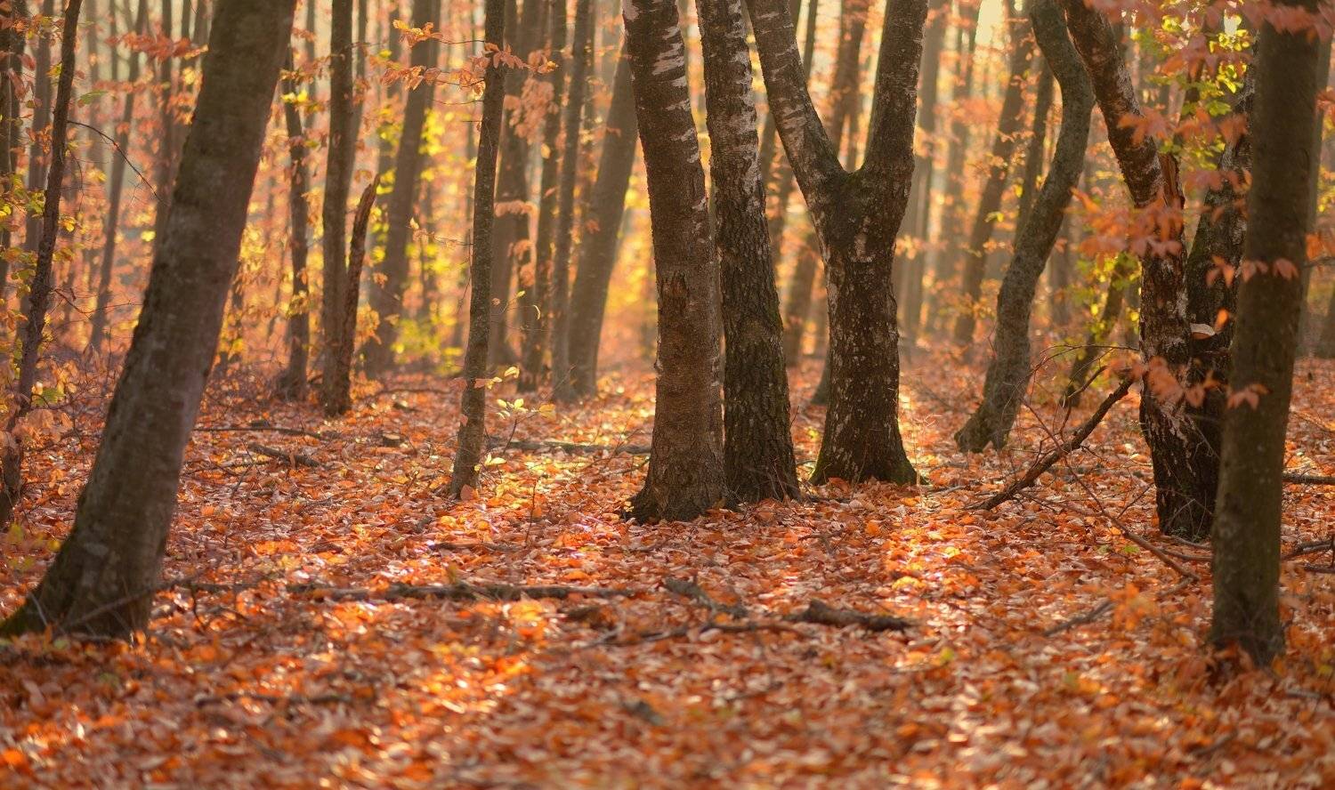 осень листва утро лес, Александр Жарников