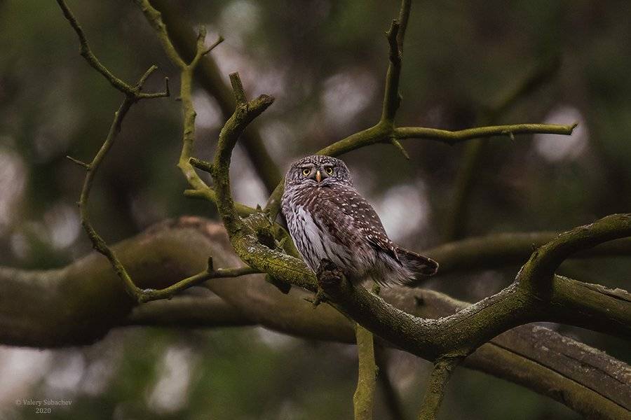 , Валерий Субачев
