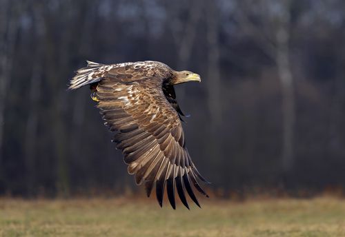 white-tailed eagle
