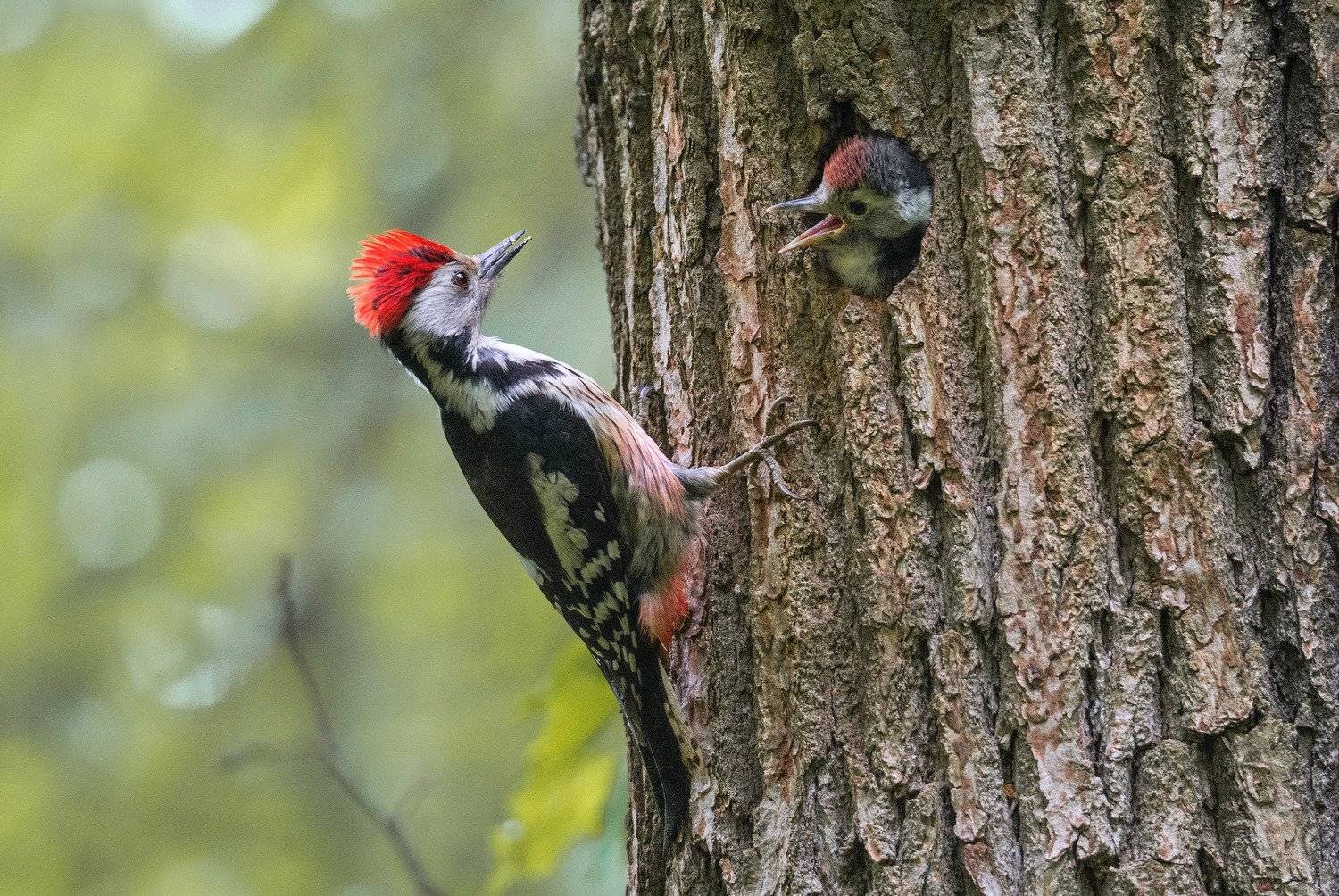 птица средний дятел, Руслан Сигушин