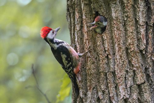 Когда узнал, что батя рокер)