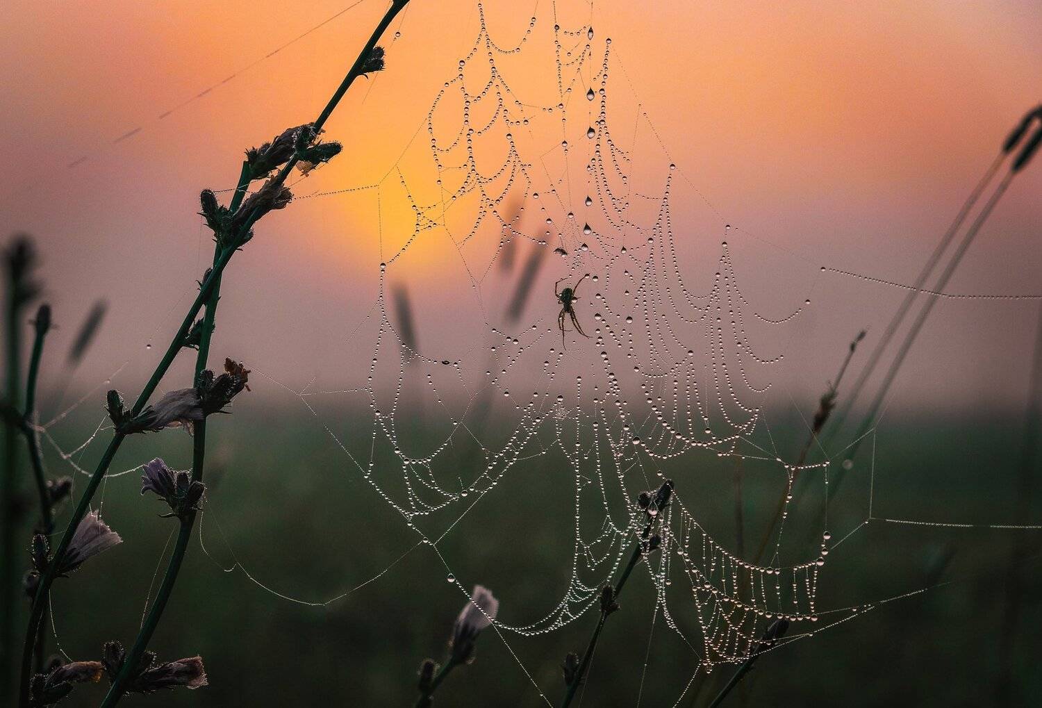 , Екатерина