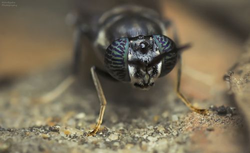 Черная Львинка