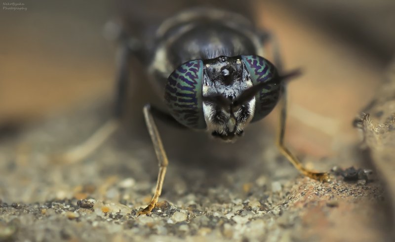 макро, природа, муха, львинка, macro, nature, fly, Черная Львинка фото превью