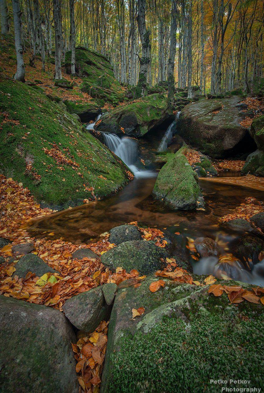 , Петко Петков