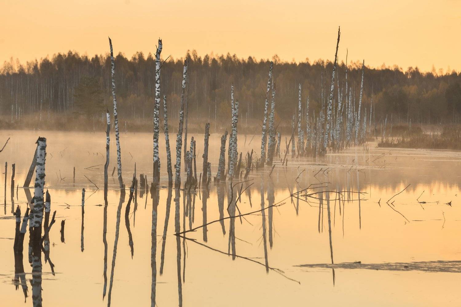, Элина Хван