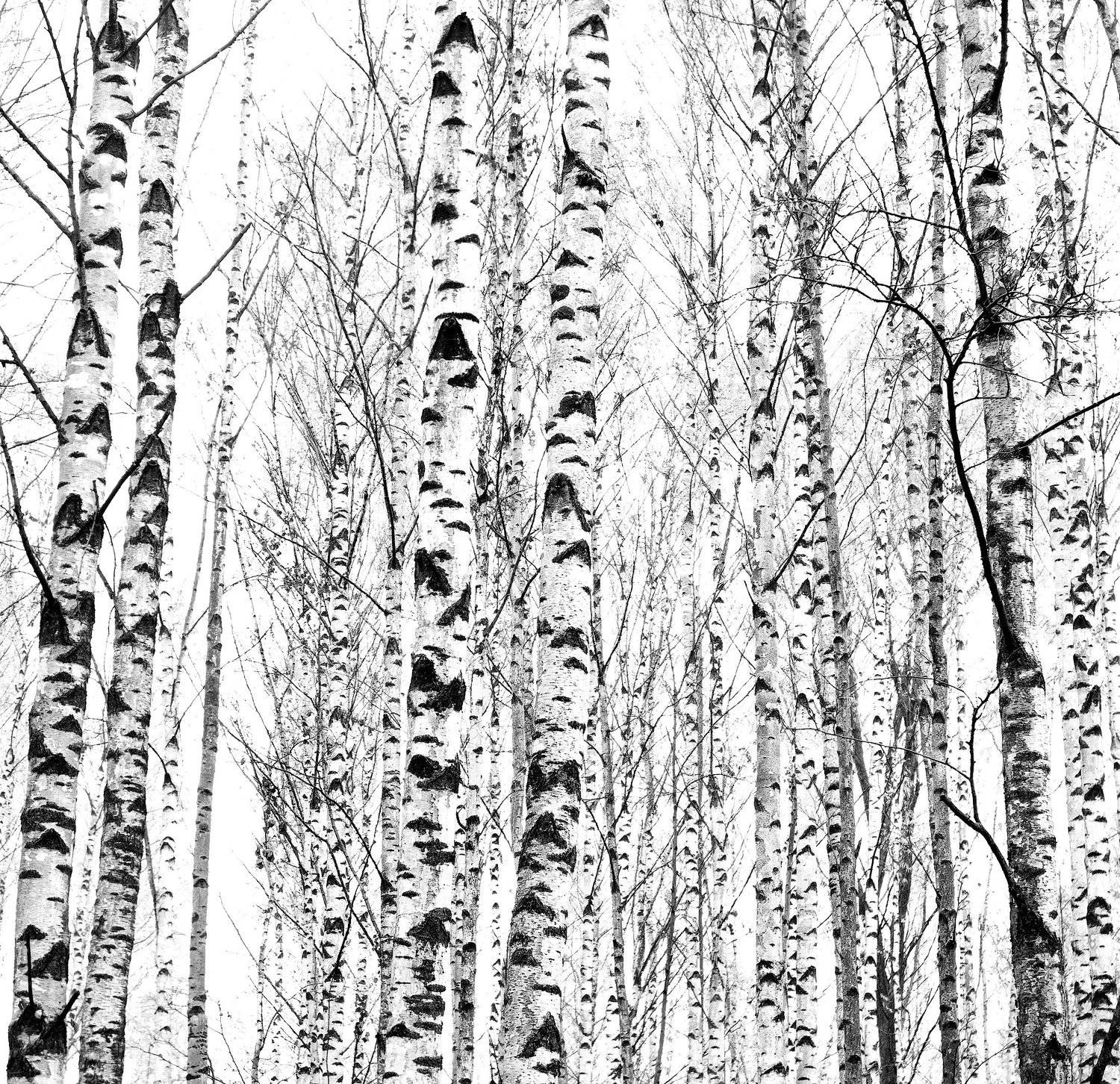 берёзы, Александр Зорин