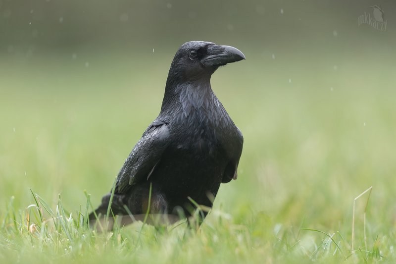 Raven фото превью
