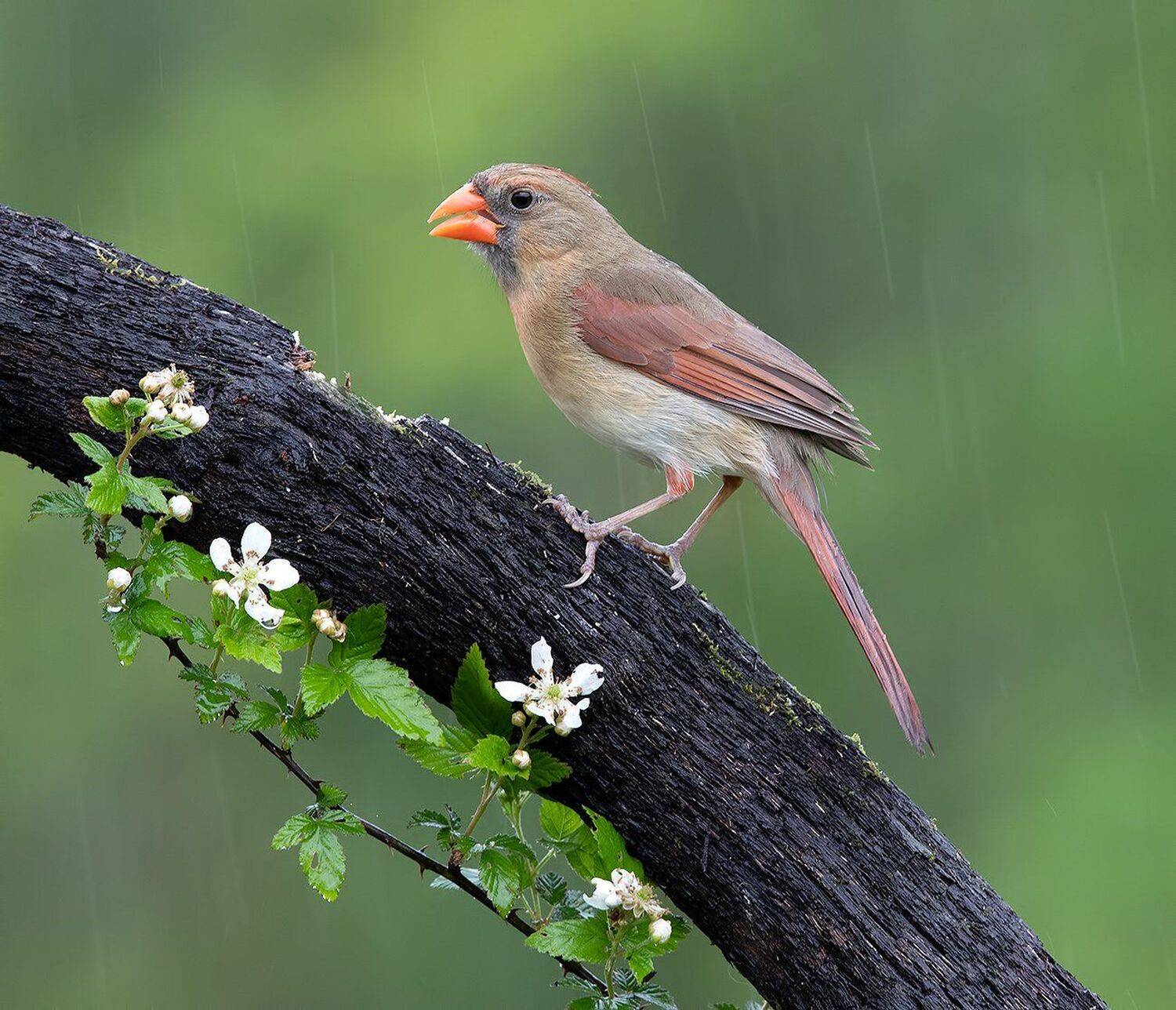 красный кардинал, northern cardinal, cardinal,кардинал, Elizabeth Etkind