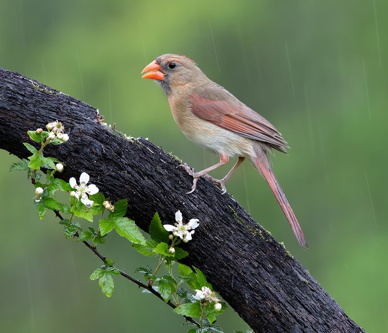 красный кардинал, northern cardinal, cardinal,кардинал Female Northern Cardinal - Самка. Красный кардинал фото превью