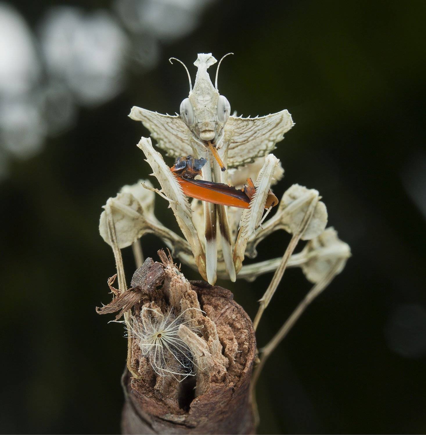 #mantis#macro#colors, Choo How Lim