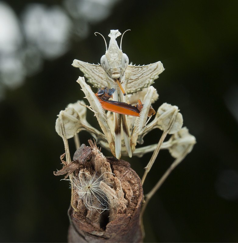 #mantis#macro#colors Devil Flower Mantis фото превью