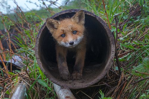 Зачем пришел?